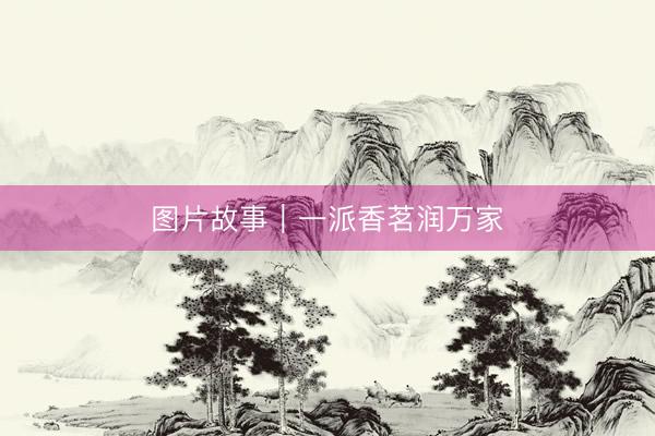 图片故事｜一派香茗润万家